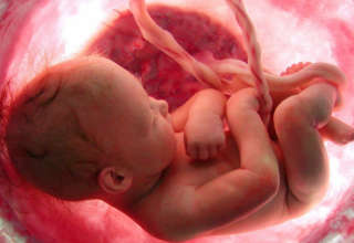 développement embryonnaire