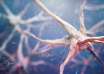 Le cerveau et l'islam